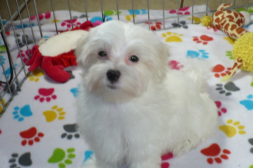 Medium Photo #1 Maltese Puppy For Sale in TUCSON, AZ, USA
