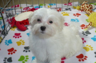 Maltese Puppy for sale in TUCSON, AZ, USA