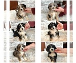 Small Photo #1 Aussiedoodle Puppy For Sale in FREMONT, MI, USA