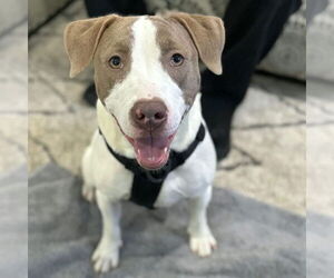 Bulldog-Unknown Mix Dogs for adoption in Tarrytown, GA, USA