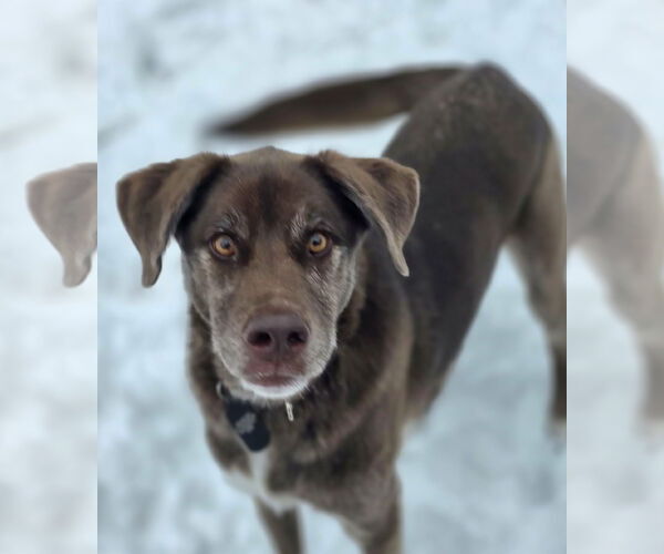 Medium Photo #2 Australian Shepherd-Chocolate Labrador retriever Mix Puppy For Sale in Cuba, NY, USA