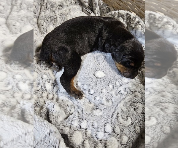 Medium Photo #6 Doberman Pinscher Puppy For Sale in COTTON, MN, USA