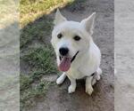 SNOW WHITE - Female Siberian Husky Dog for Adoption - Small photo