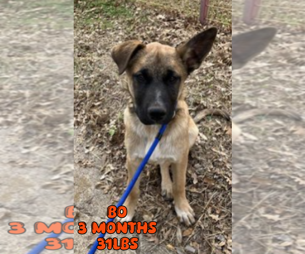 Medium Photo #5 Mutt Puppy For Sale in Woodbury, NY, USA