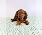 Small #1 Dachshund