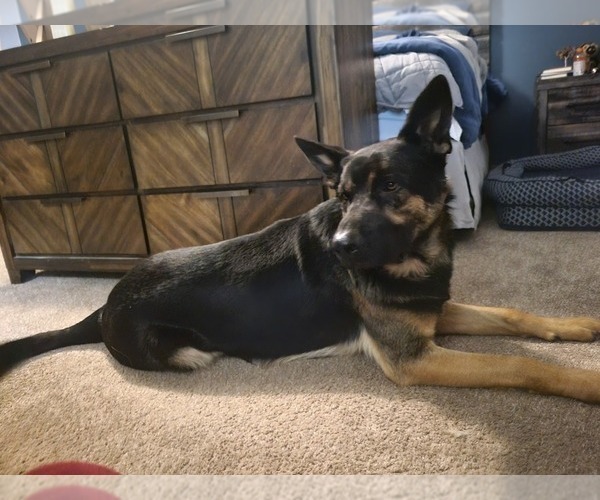 Medium Photo #1 German Shepherd Dog Puppy For Sale in SAINT CROIX FALLS, WI, USA