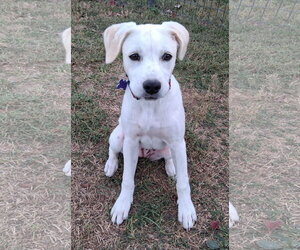 Poppy - Female Labbe Dog for Adoption - Photo #4