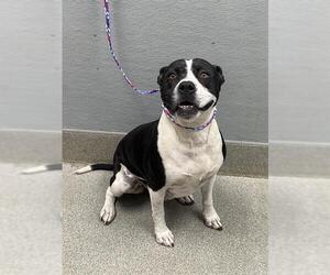 Mutt Dogs for adoption in Las Vegas, NV, USA