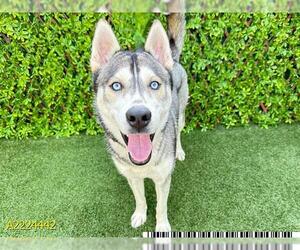 Siberian Husky Dogs for adoption in West Palm Beach, FL, USA