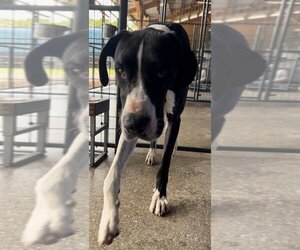Great Dane Dogs for adoption in Palm Beach, FL, USA