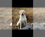 Small Photo #21 Labrador Retriever Puppy For Sale in LA CRESCENT, MN, USA