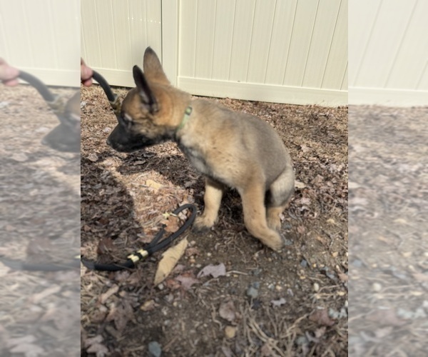 Medium Photo #32 German Malinois Puppy For Sale in GARLAND, NC, USA