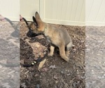 Small Photo #32 German Malinois Puppy For Sale in GARLAND, NC, USA