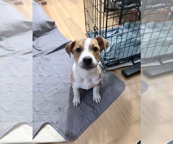 Medium Photo #4 Labrador Retriever-Unknown Mix Puppy For Sale in Raleigh, NC, USA