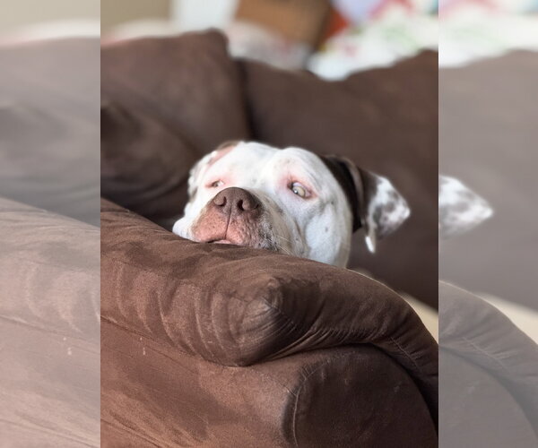Medium Photo #3 American Pit Bull Terrier-Unknown Mix Puppy For Sale in Euless, TX, USA
