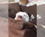 Small #2 American Pit Bull Terrier Mix