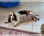 Small Photo #1 Basset Hound Puppy For Sale in JACKSONVILLE, FL, USA