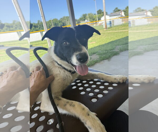 Medium Photo #5 Border Collie Puppy For Sale in Highland, IL, USA