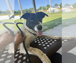 Small #4 Border Collie
