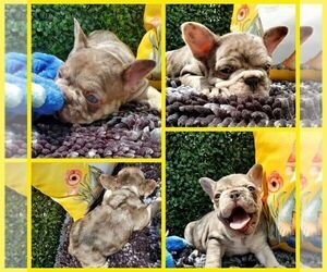 French Bulldog Puppy for sale in BOSTON, KY, USA