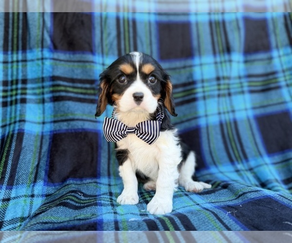 Medium Photo #1 Cavalier King Charles Spaniel Puppy For Sale in LAKELAND, FL, USA