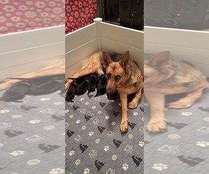 Mother of the German Shepherd Dog puppies born on 03/08/2026