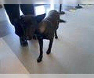 Mutt Dogs for adoption in Corona, CA, USA