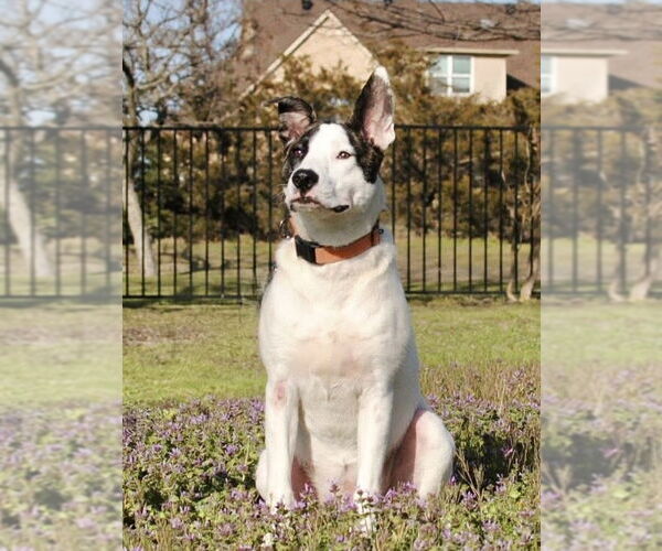 Medium Photo #4 Mutt Puppy For Sale in Royse City, TX, USA