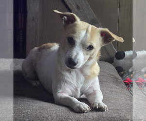Chihuahua-Unknown Mix Dogs for adoption in Aurora, CO, USA