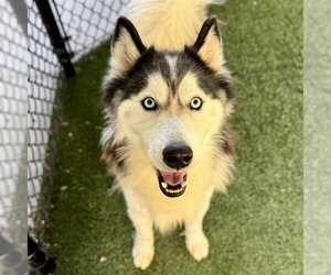 Siberian Husky Dogs for adoption in Tavares, FL, USA