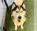 Small Siberian Husky