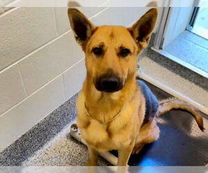 German Shepherd Dog Dogs for adoption in Houston, TX, USA