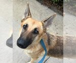 Small Photo #2 German Shepherd Dog Puppy For Sale in Fort Lauderdale, FL, USA