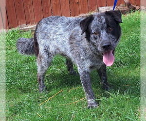 Australian Shepherd-Unknown Mix Dogs for adoption in Wetumpka, AL, USA