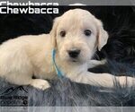 Small Photo #32 Goldendoodle Puppy For Sale in COLONIAL HEIGHTS, TN, USA
