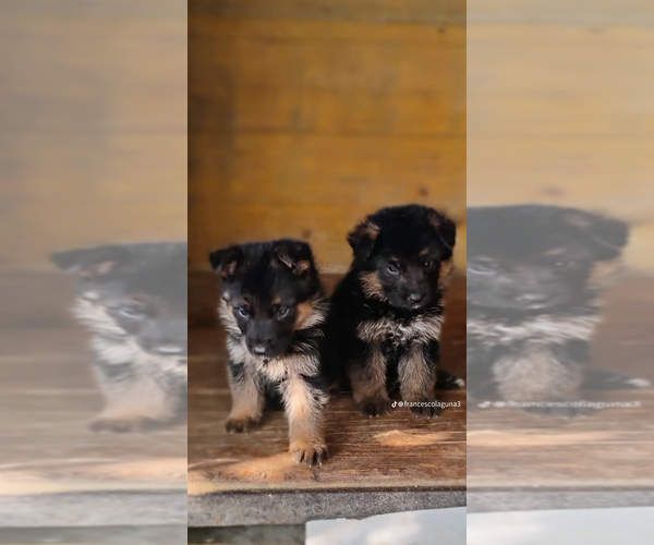 Medium Photo #1 German Shepherd Dog Puppy For Sale in Naples, Campania, Italy