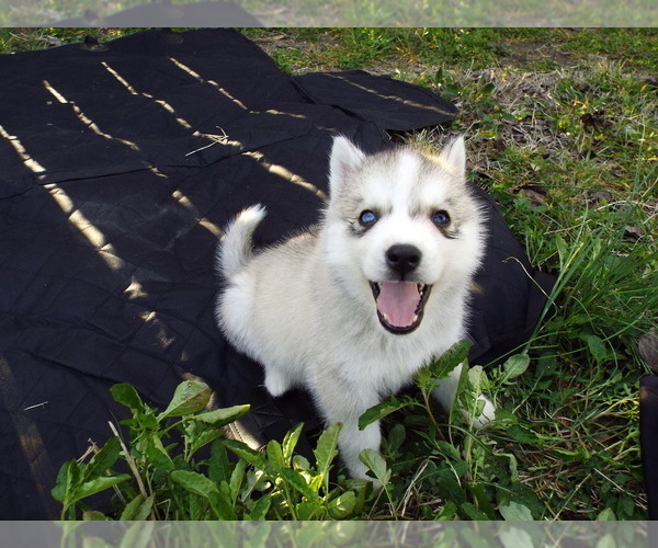 Medium Photo #1 Siberian Husky Puppy For Sale in BOYLE, MS, USA