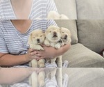 Litter of 5 - Male Chow ChowLitter of Puppies for Sale - Photo #6