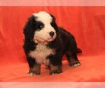 Small Photo #3 Bernese Mountain Dog Puppy For Sale in Hatvan, Heves, Hungary