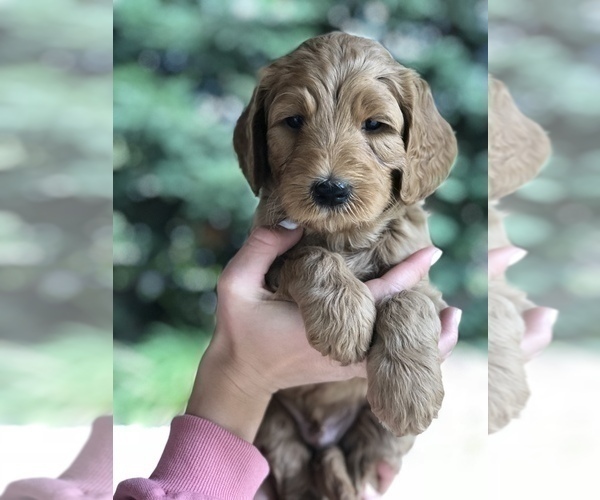 Medium Photo #4 Labradoodle Puppy For Sale in CHICO, CA, USA