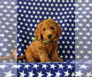 Goldendoodle (Miniature) Puppy for sale in OXFORD, PA, USA