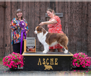 Father of the Australian Shepherd puppies born on 06/26/2026