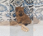 Puppy Foxy Yoranian