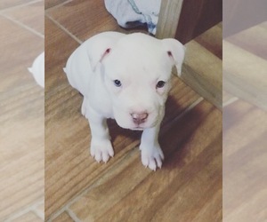 American Pit Bull Terrier Puppy for sale in MOBILE, AL, USA