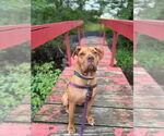 Small #13 American Staffordshire Terrier