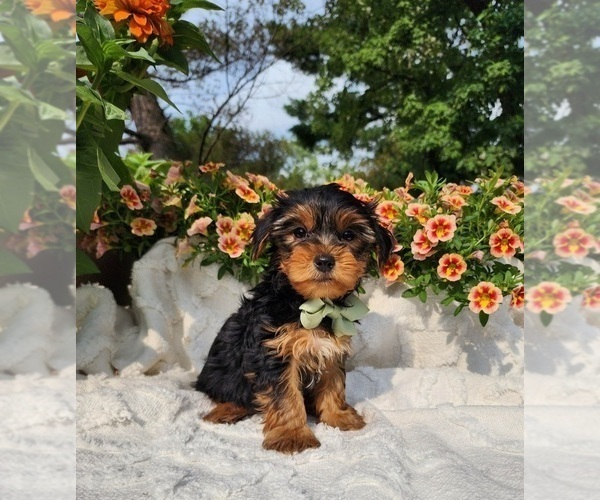 Medium Photo #2 Yorkshire Terrier Puppy For Sale in INDIANAPOLIS, IN, USA