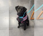 Small Photo #4 American Staffordshire Terrier-Unknown Mix Puppy For Sale in Clinton, OK, USA