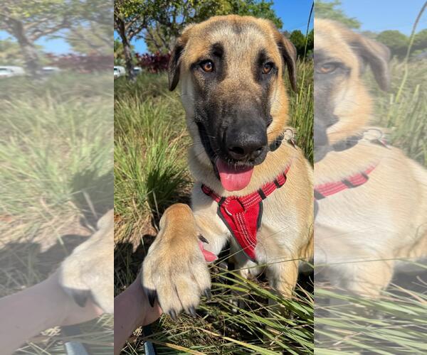 Medium Photo #6 Anatolian Shepherd Puppy For Sale in Pompano Beach , FL, USA