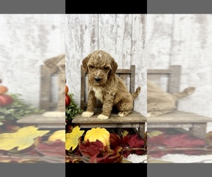 Goldendoodle Puppy for sale in PEEBLES, OH, USA