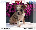 Small #12 Faux Frenchbo Bulldog